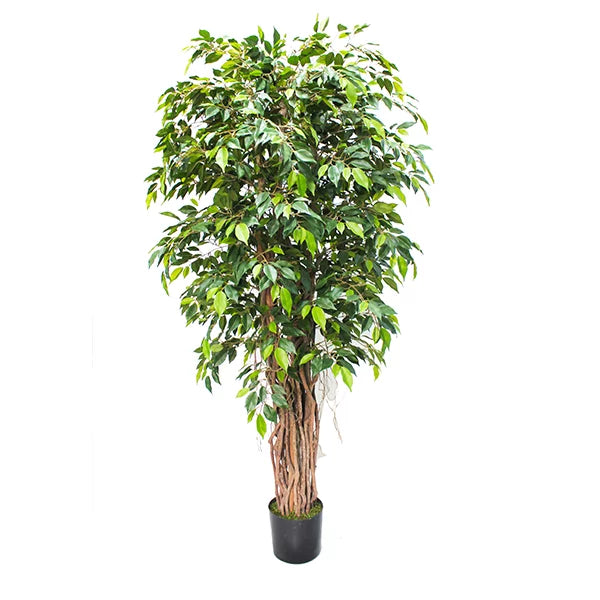 Ficus Mini Tree with Black Liner 180cm