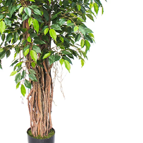 Ficus Mini Tree with Black Liner 180cm