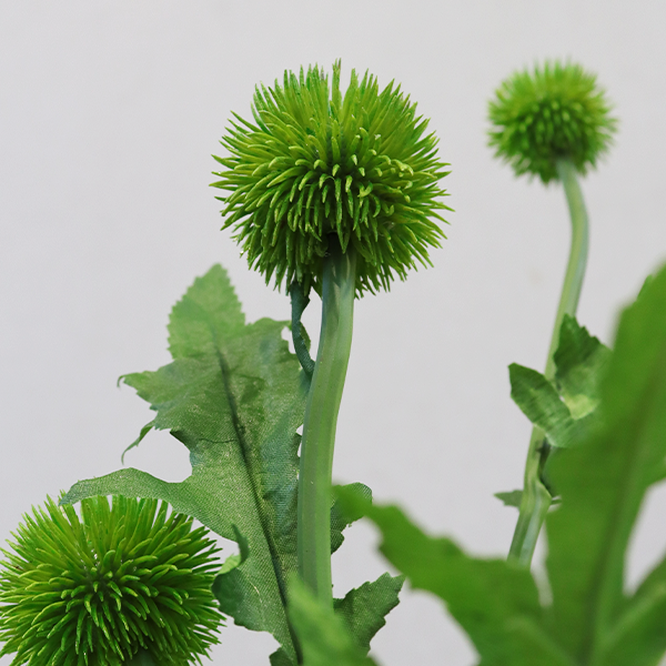 Globe Thistle – Green