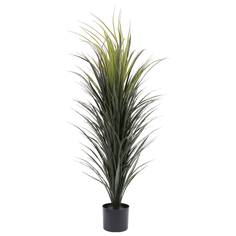 Madagascan dragon potted tree 120cm