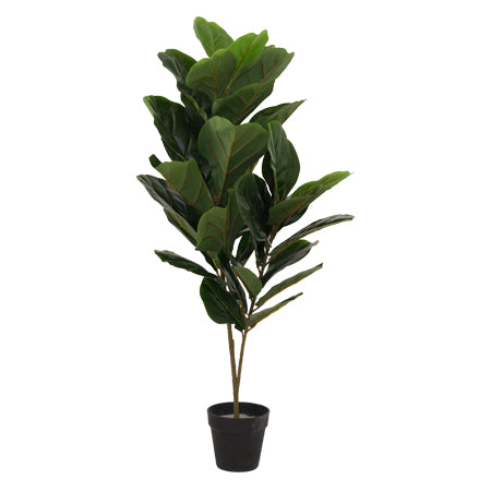 Fiddle Fig Potted plant 90cm