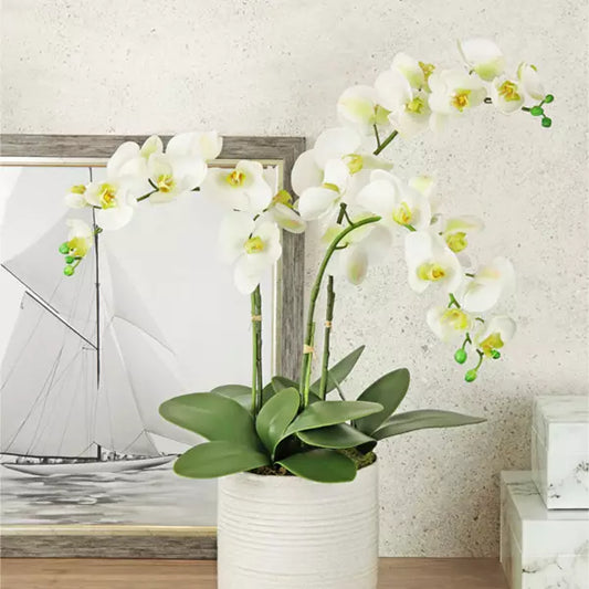 Phalenopsis Orchid Arrangement – White 62cm