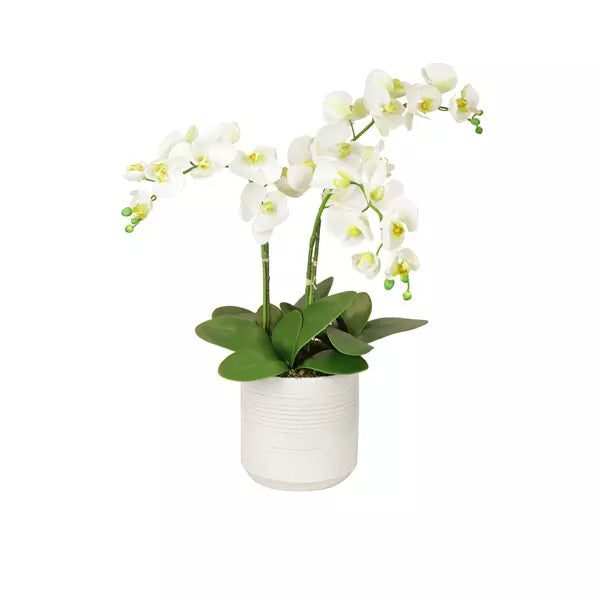 Phalenopsis Orchid Arrangement – White 62cm