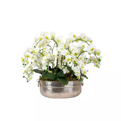 Phalenopsis Orchid Arrangement Medium – White 61cm