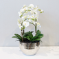 Phalenopsis Orchid Arrangement – White 65cm