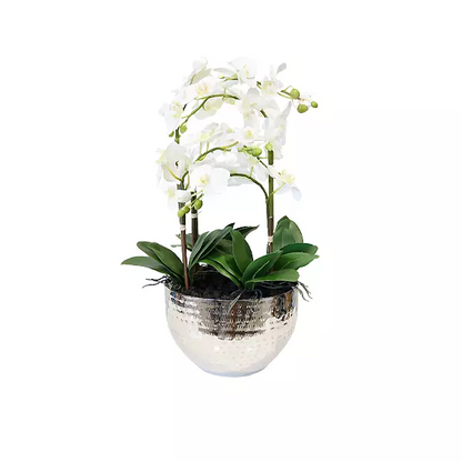 Phalenopsis Orchid Arrangement – White 65cm