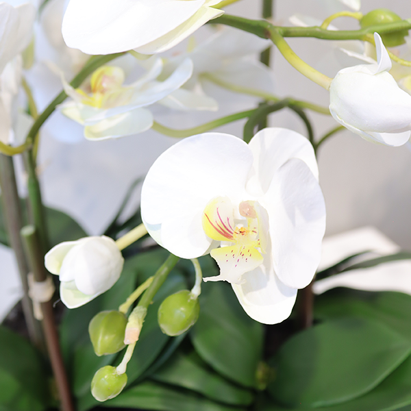 Phalenopsis Orchid Arrangement – White 65cm