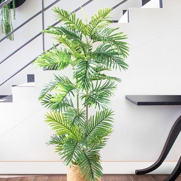 Areca Palm Tree 15cm