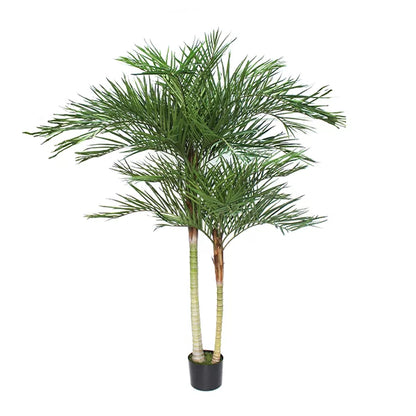 Phoenix Palm with Double Stem 180cm