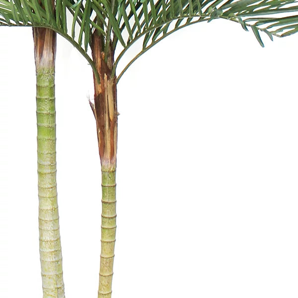 Phoenix Palm with Double Stem 180cm