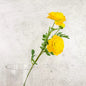 Rananculus Spray – Dark Yellow