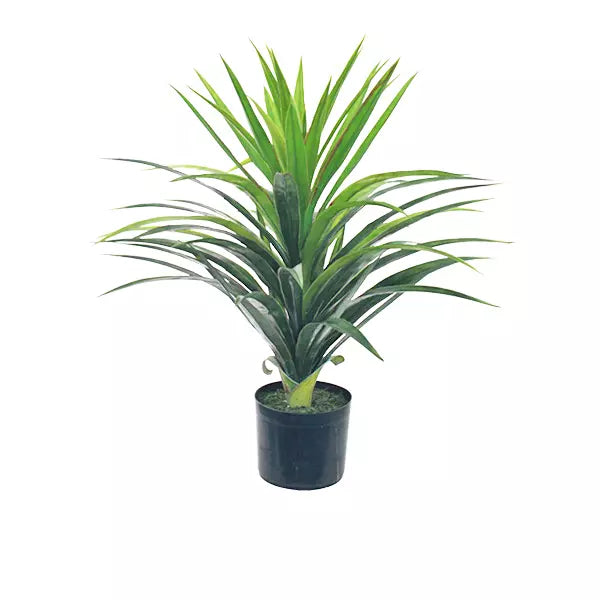 Yucca Red Edge Plant 72cm