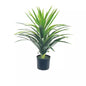 Yucca Red Edge Plant 72cm