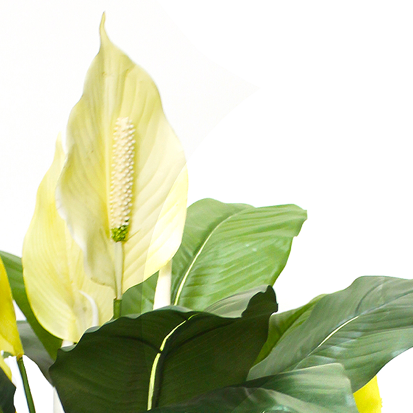 Spathiphyllum Peace Lily Plant with Flowers Potted 70cm