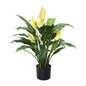 Spathiphyllum Peace Lily Plant with Flowers Potted 70cm