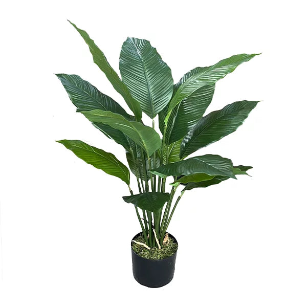 Spathiphyllum Peace Lily Potted Plant 80cm