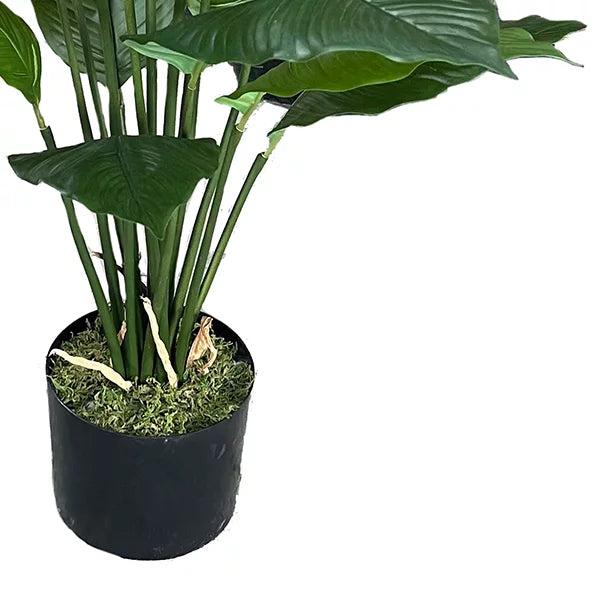 Spathiphyllum Peace Lily Potted Plant 80cm