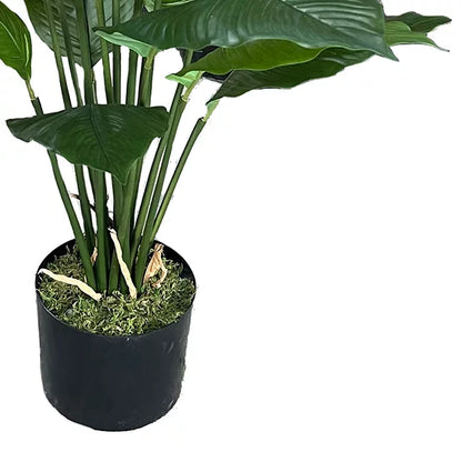 Spathiphyllum Peace Lily Potted Plant 80cm