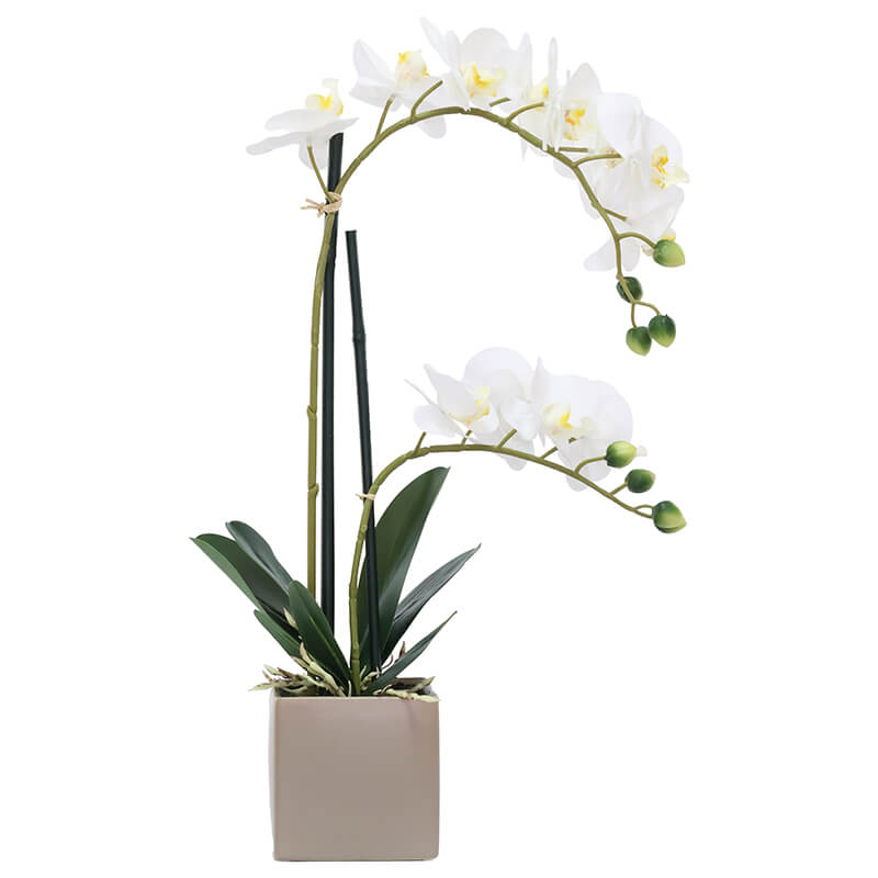 White Silk Orchid in Square pot 51cm