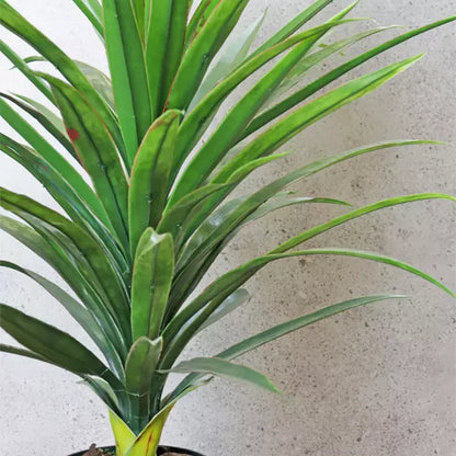 Yucca Red Edge Plant 72cm