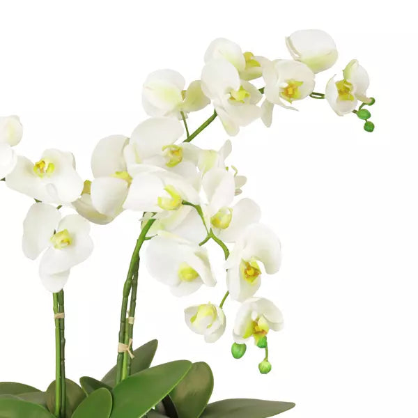 Phalenopsis Orchid Arrangement – White 62cm